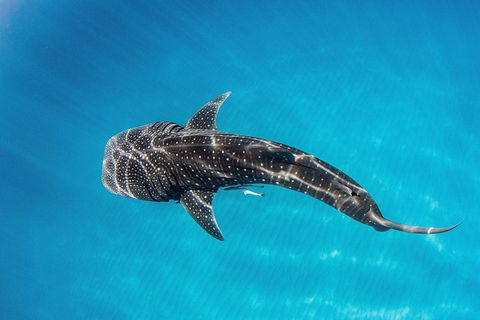 Swim With Whale Sharks- The Largest Fish In The World! - Find Attractions 22