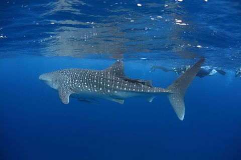 Swim With Whale Sharks- The Largest Fish In The World! - Find Attractions 3