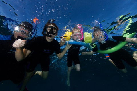 Swim With Whale Sharks- The Largest Fish In The World! - Find Attractions 9