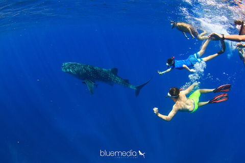 Swim With Whale Sharks- The Largest Fish In The World! - Find Attractions 36