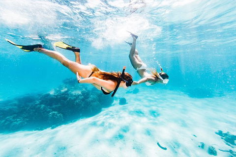 Swim With Whale Sharks- The Largest Fish In The World! - Find Attractions 21