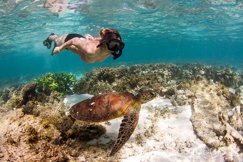 Swim With Whale Sharks- The Largest Fish In The World! - Find Attractions 25