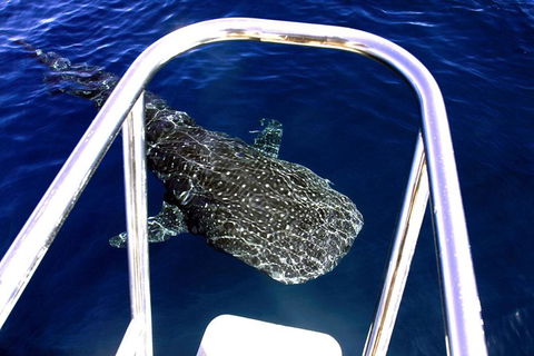 Swim With Whale Sharks- The Largest Fish In The World! - Find Attractions 16