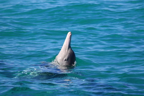 Swim With Whale Sharks- The Largest Fish In The World! - Find Attractions 24