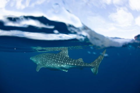 Swim With Whale Sharks- The Largest Fish In The World! - Find Attractions 17