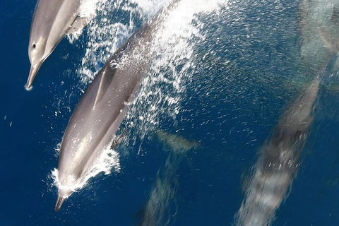 Swim With Whale Sharks- The Largest Fish In The World! - Find Attractions 13