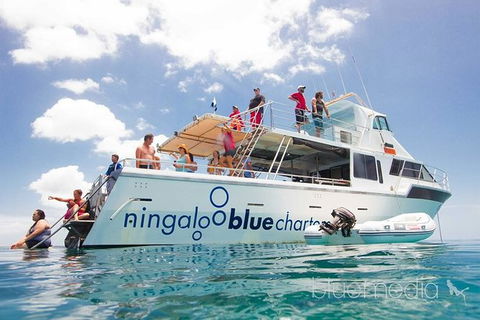 Swim With Whale Sharks- The Largest Fish In The World! - Find Attractions 42