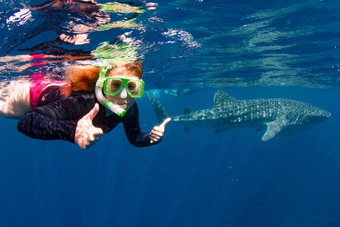 Swim With Whale Sharks- The Largest Fish In The World! - Find Attractions 2