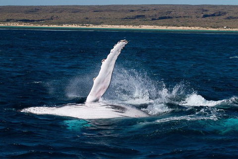 Swim With Whale Sharks- The Largest Fish In The World! - Find Attractions 5