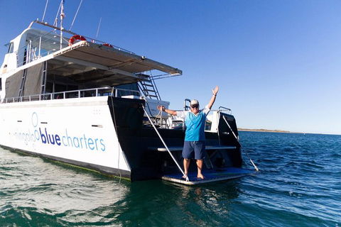 Swim With Whale Sharks- The Largest Fish In The World! - Find Attractions 41