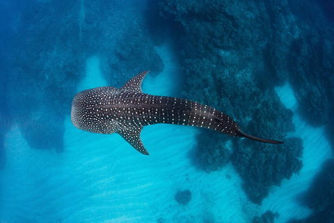 Swim With Whale Sharks- The Largest Fish In The World! - Find Attractions 14