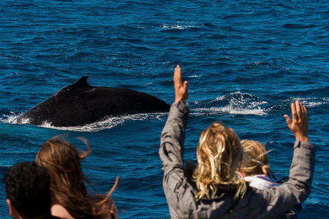 Swim With Whale Sharks- The Largest Fish In The World! - Find Attractions 32