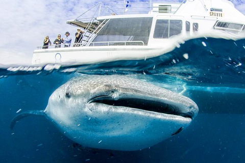 Swim With Whale Sharks- The Largest Fish In The World! - Find Attractions 34