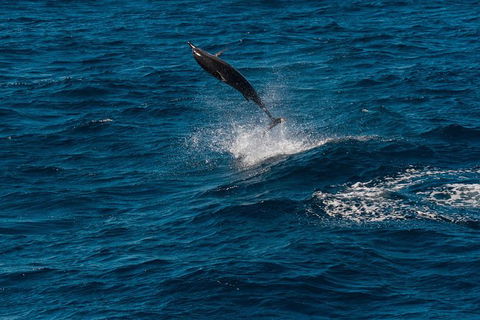 Swim With Whale Sharks- The Largest Fish In The World! - Find Attractions 31
