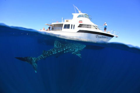 Swim With Whale Sharks- The Largest Fish In The World! - Find Attractions 26
