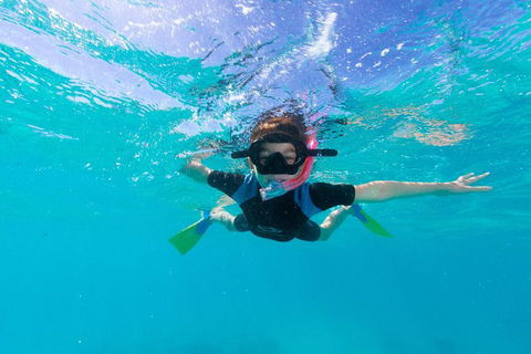 Swim With Whale Sharks- The Largest Fish In The World! - Find Attractions 19