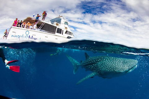 Swim With Whale Sharks- The Largest Fish In The World! - Find Attractions 35