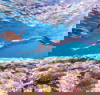 7-Day Exmouth Explorer via Pinnacles Monkey Mia Ningaloo Reef returning to Perth