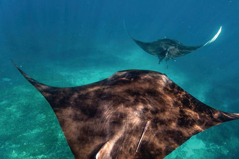 7-Day Exmouth Explorer Via Pinnacles Monkey Mia Ningaloo Reef Returning To Perth - Find Attractions 8