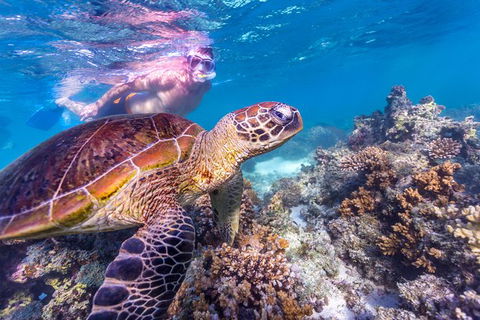 7-Day Exmouth Explorer Via Pinnacles Monkey Mia Ningaloo Reef Returning To Perth - Find Attractions 11