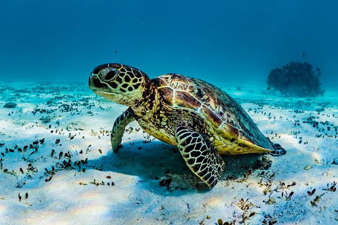 Turtle And Reef Adventure - Find Attractions 0