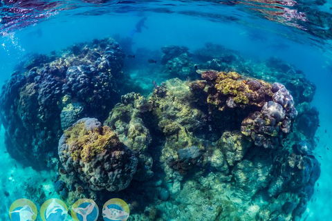 Turtle And Reef Adventure - Find Attractions 1