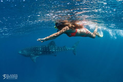 Swim With Whale Sharks - Ningaloo Reef - 3 Islands Whale Shark Dive - Find Attractions 0
