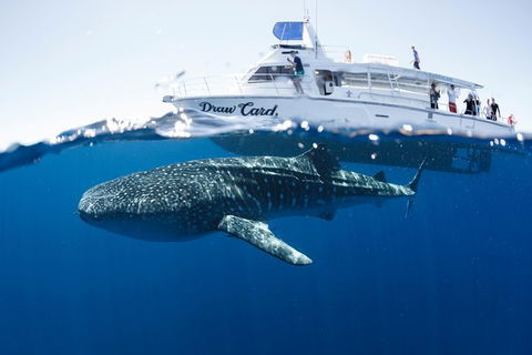 Swim With Whale Sharks - Ningaloo Reef - 3 Islands Whale Shark Dive - Find Attractions 1