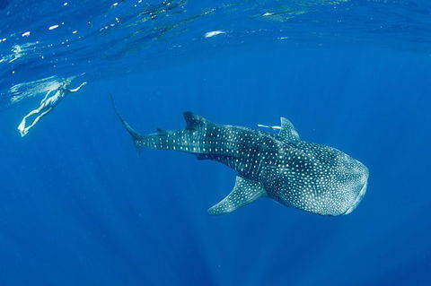 Swim With Whale Sharks - Ningaloo Reef - 3 Islands Whale Shark Dive - Find Attractions 18