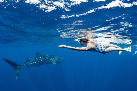 Swim With Whale Sharks - Ningaloo Reef - 3 Islands Whale Shark Dive - Find Attractions 21