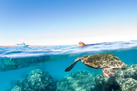 Swim With Whale Sharks - Ningaloo Reef - 3 Islands Whale Shark Dive - Find Attractions 23