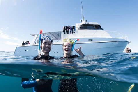 Swim With Whale Sharks - Ningaloo Reef - 3 Islands Whale Shark Dive - Find Attractions 20