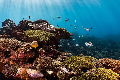 Swim With Whale Sharks - Ningaloo Reef - 3 Islands Whale Shark Dive - Find Attractions 16