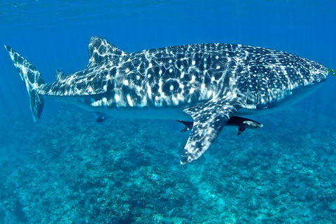 Swim With Whale Sharks - Ningaloo Reef - 3 Islands Whale Shark Dive - Find Attractions 13