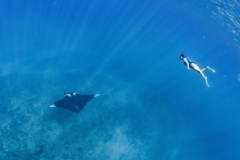 Swim With Whale Sharks - Ningaloo Reef - 3 Islands Whale Shark Dive - Find Attractions 19