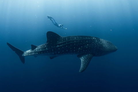 Swim With Whale Sharks - Ningaloo Reef - 3 Islands Whale Shark Dive - Find Attractions 8
