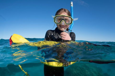 Swim With Whale Sharks - Ningaloo Reef - 3 Islands Whale Shark Dive - Find Attractions 17