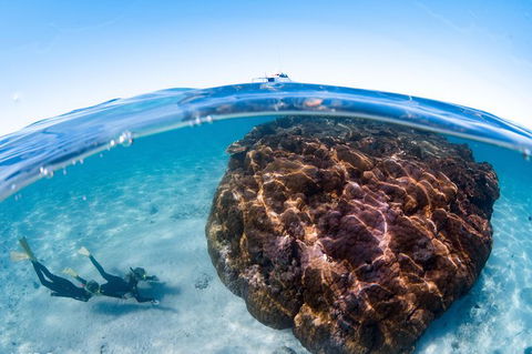 Swim With Whale Sharks - Ningaloo Reef - 3 Islands Whale Shark Dive - Find Attractions 10