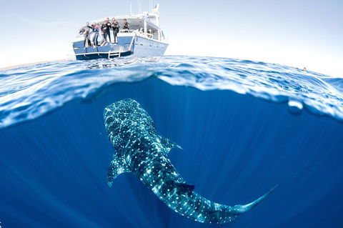Swim With Whale Sharks - Ningaloo Reef - 3 Islands Whale Shark Dive - Find Attractions 3