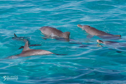 Swim With Whale Sharks - Ningaloo Reef - 3 Islands Whale Shark Dive - Find Attractions 7