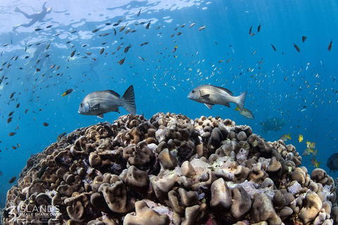 Swim With Whale Sharks - Ningaloo Reef - 3 Islands Whale Shark Dive - Find Attractions 14