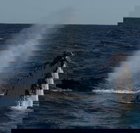 Perth Whale-Watching Cruise from Hillarys Boat Harbour