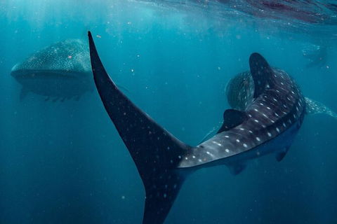 Ningaloo Whale Shark Swim On A Powerboat - Find Attractions 7