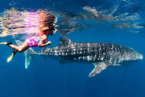 Ningaloo Whale Shark Swim On A Powerboat - Find Attractions 4
