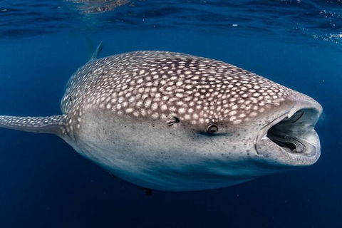 Ningaloo Whale Shark Swim On A Powerboat - Find Attractions 3