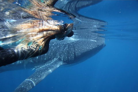 Ningaloo Whale Shark Swim On A Powerboat - Find Attractions 2