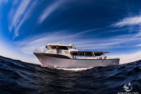 Ningaloo Whale Shark Swim On A Powerboat - Find Attractions 5