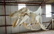 Albany\'s Whale Story - thumb 0