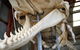Albany\'s Whale Story - thumb 3