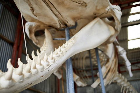 Albany\'s Whale Story - Find Attractions 3